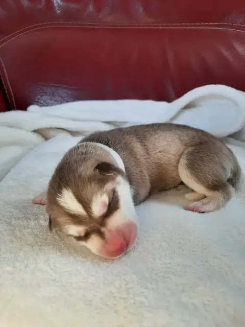 Siberian Husky  Brownie De L'Etoile Bleu Polaire