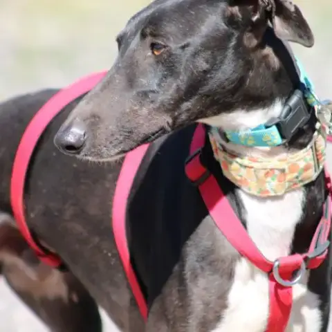Harrison Beau Galgo Donnez Lui Sa Chance