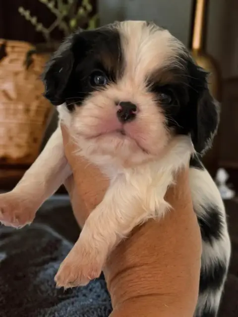 Cavalier King Charles Spaniel  B Du Mas De Dixie