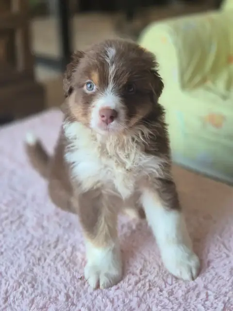 Berger Australien  Chiot