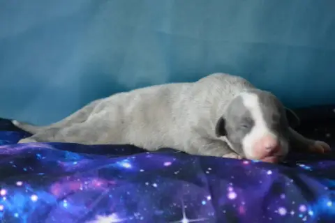 Whippet  Brume Du Coquelicot Bleu