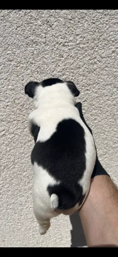 Bouledogue Français 
                        Chiot N° 37484 photo 3