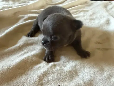 Chihuahua  Chiot N°1 Du Hameau Des Nours