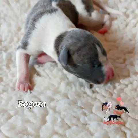 Whippet  Bogota Last Adventure photo 2