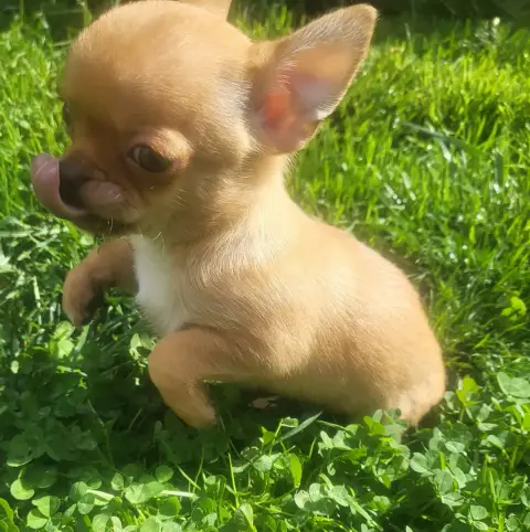 Chihuahua  Chiot N°1 Du Chêne Brisé photo 2