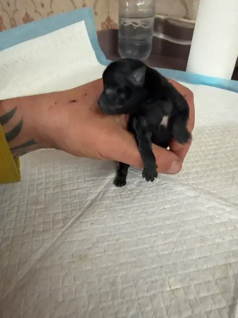 Chihuahua  Chiot N°2 Du Hameau Des Nours photo 2