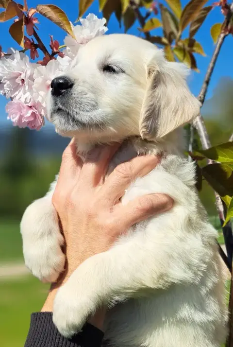 Golden Retriever  Bacchus photo 2