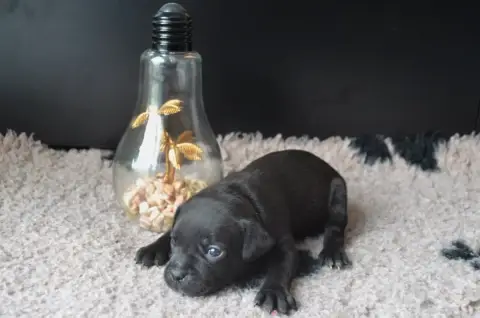 Staffordshire Bull Terrier photo 2
