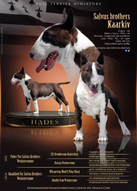 Bull Terrier Miniature photo 2