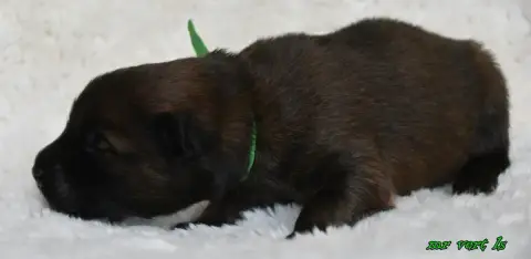 Eurasier  Chiot 9 Des Legendes De Retz photo 3