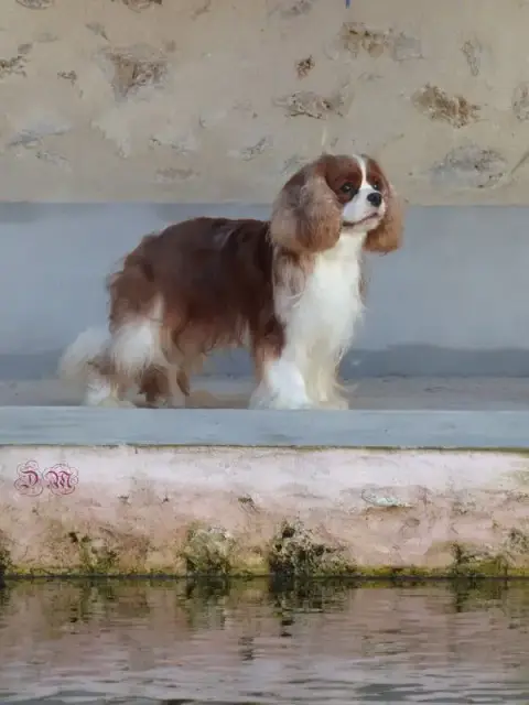 Cavalier King Charles Spaniel  Chiot N°1 Du Domaine D 92053 photo 2