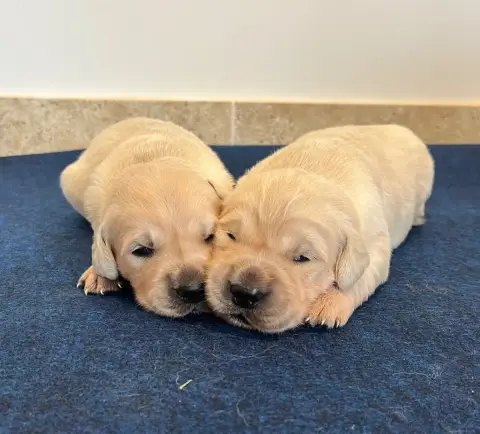 Golden Retriever  Chiot N°2