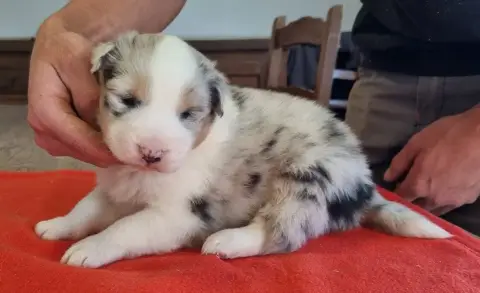 Berger Australien  Chiot N°3 Des Hirondelles Du Voyag 139b7