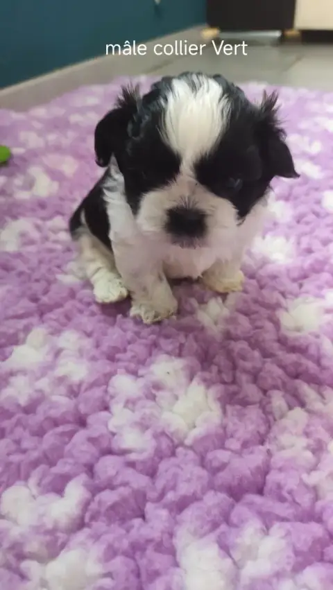 Shih Tzu  Collier Vert Des Amours D'Arelaune photo 2