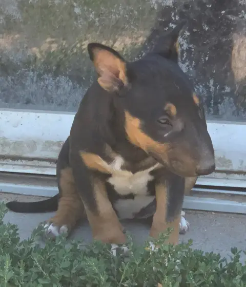 Bull Terrier  Born To Be Alive By The Wall