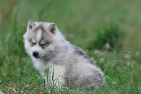 Siberian Husky  Chiot N°3 De Daybreak Northern photo 3