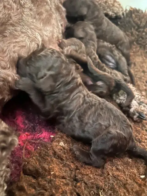 Caniche  Chiot 4 Du Coeur Des Terres