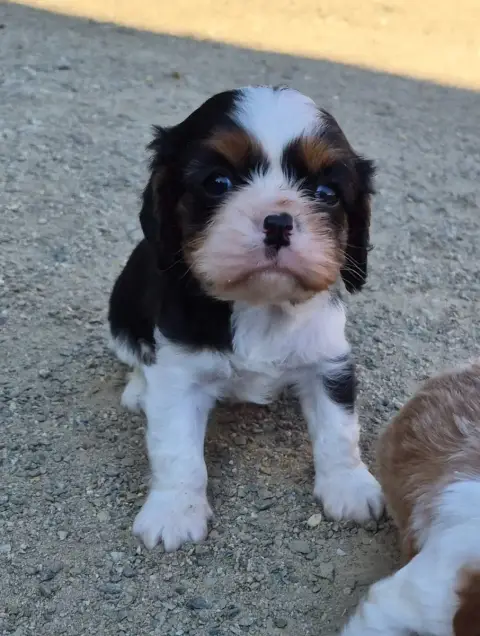 Cavalier King Charles Spaniel  B... De Paline