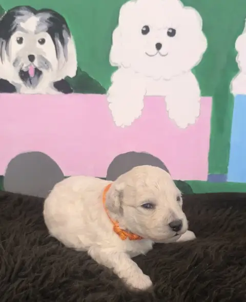 Bichon Frise  Chiot N°3 Von Bereich Sandalvi