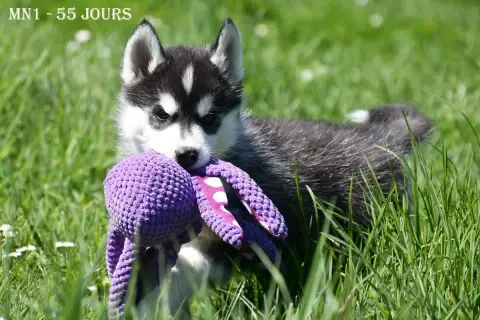 Siberian Husky  Boréal De La Source Du Montet