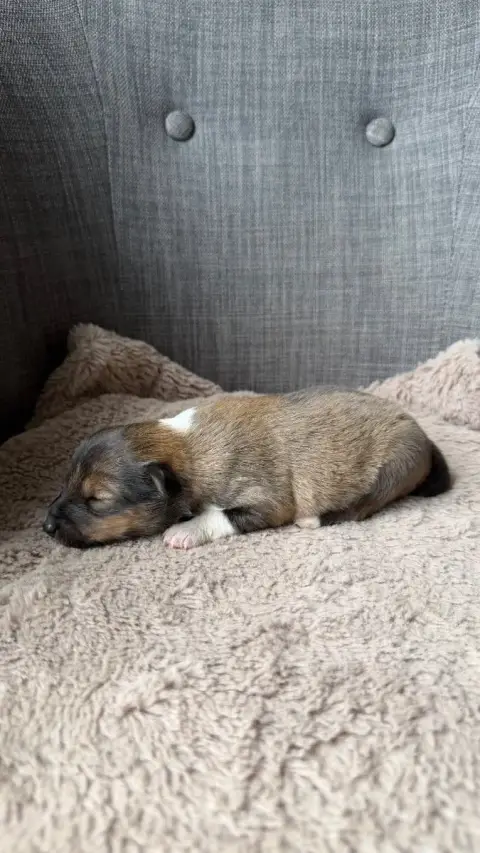 Shetland Sheepdog  Chiot 1 Du Banc Des Hermelles