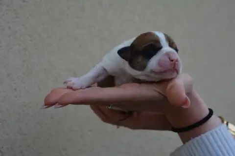 Bulldog Continental  Chiot 6 Du Haut De La Girauderie 0e1ad