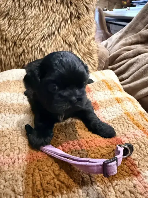 Shih Tzu  Chiot N°4 Des Canailles De Boubou