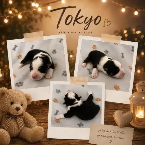 Berger Américain Miniature  Tokyo Du Domaine Des Bell 2bf2d