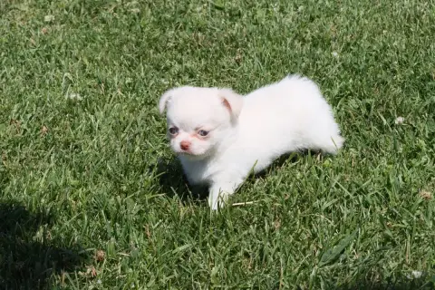 Chihuahua