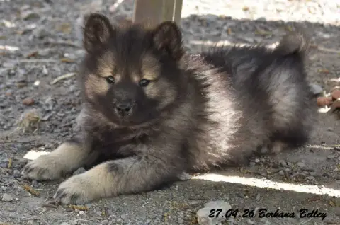 Eurasier  Berkana Belley Des Crinières De Feu