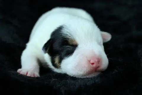 Adopter Parson Russell Terrier 
                        Bobby f0768