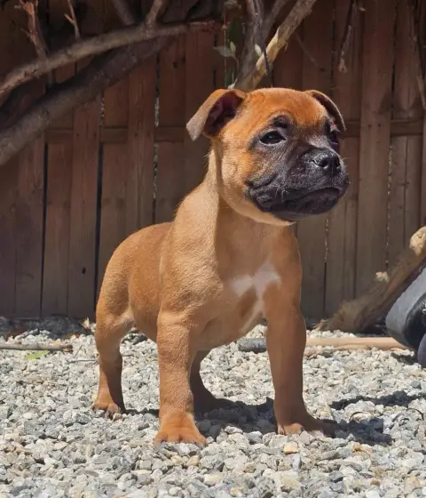 Staffordshire Bull Terrier  Chiot N°6 De La Furia Roj b5ece