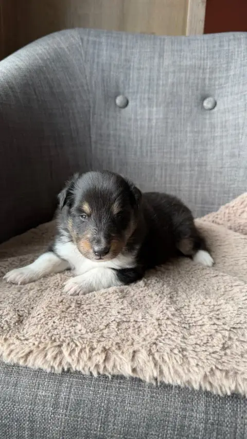 Shetland Sheepdog  Chiot N°2 Du Banc Des Hermelles
