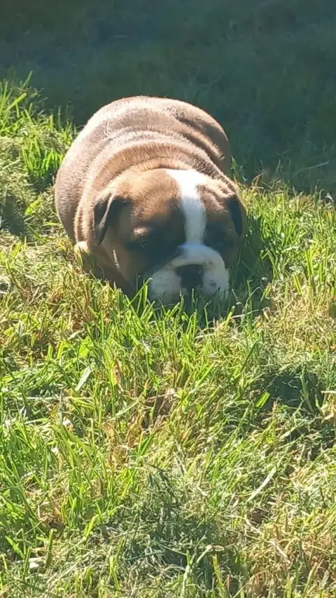 Bulldog Anglais  Chiot N°7 Stocky Family