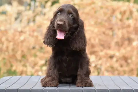 Cocker Spaniel Anglais  Brownie D'Oup- photo 3