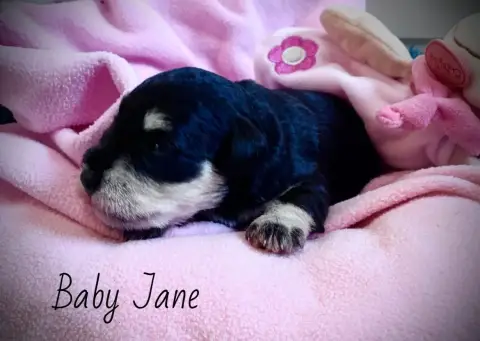 Schnauzer Miniature  Baby Jane Des Forbans Du Roc D'H ece47 photo 2