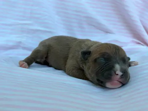 American Staffordshire Terrier  Chiot N°9 De La Taver aca25