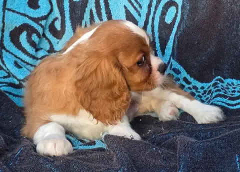 Cavalier King Charles Spaniel  Biscuit De La Colline  3802c photo 3