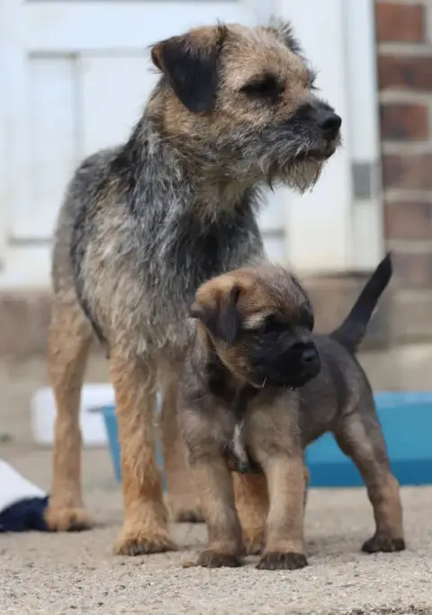 Border Terrier  Chiot N°6 Des Vallées De Galway