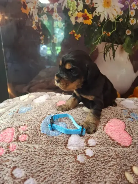 Cocker Spaniel Anglais  Chiot N°1 Du Domaine Des Robe a3280