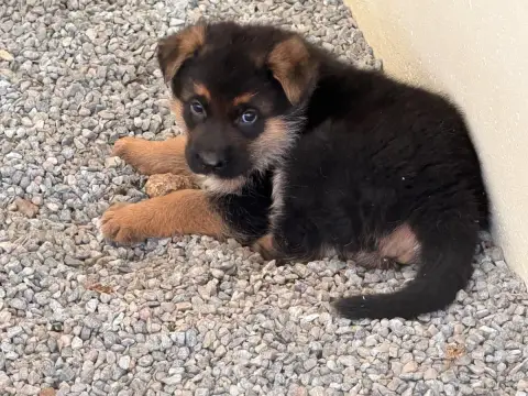 Berger Allemand  Chiot N°1 Du Moulin De Madjurie photo 3