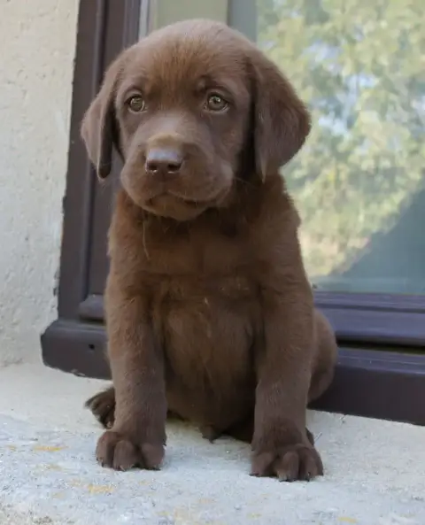 Labrador Retriever  Mc4 Des Assards De Pierregourde a0e23 photo 2
