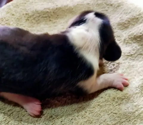 Basset Artesien Normand  Chiot N°3 Des Terres Du Doux 7957e photo 3