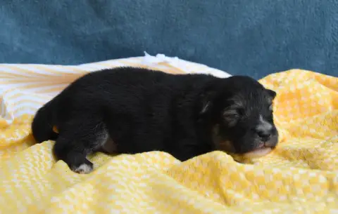 Chien Finnois De Laponie  Chiot N°2 Des Collines De S 905f7