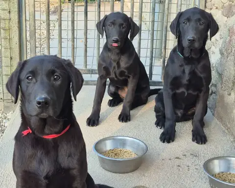 Labrador Retriever  Ankara Of Glen Sheallag photo 3