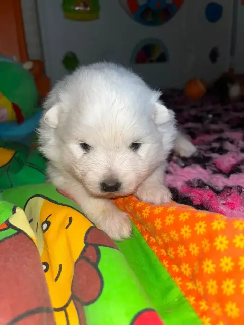 Spitz Japonais  Chiot N°3 Ql De Jerrie Black