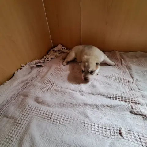 Siberian Husky  Chiot Collier Rose Of Wolves Children 736cb photo 3