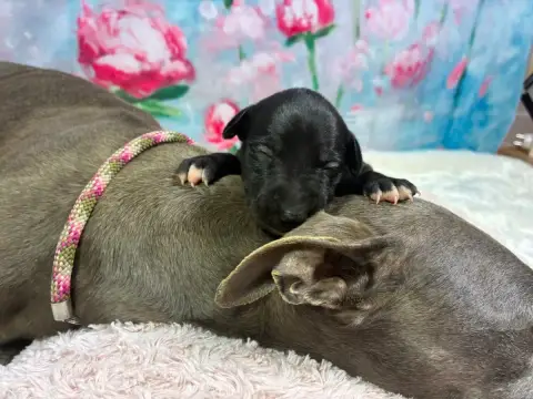 Whippet