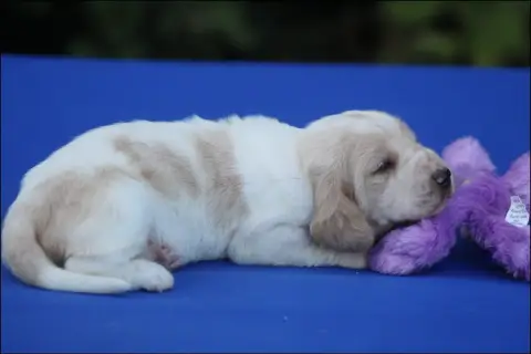 Basset Hound  Chiot 1 De La Flamme Sacrée D'Hestia photo 2