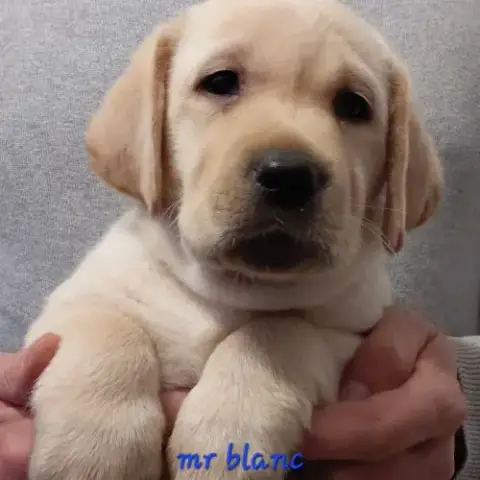 Labrador Lof